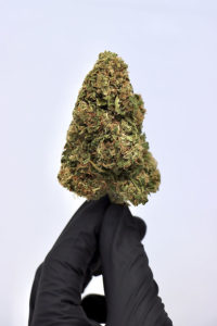 Candyland Hemp Flower Hand