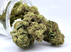 Grizzly Glue Hemp Flower Jar