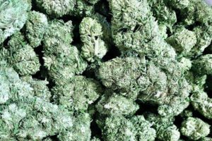 White Tiger CBG Hemp Flower