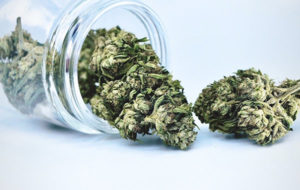 White Tiger CBG Hemp Flower in Jar