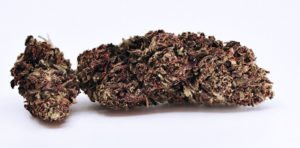 Purple Frost Hemp Flower