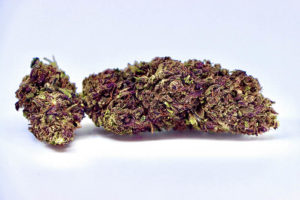 Purple Frost Hemp Flower