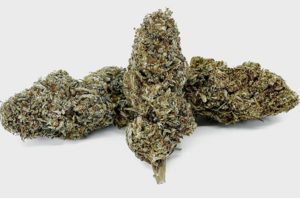 Lemon Venom Hemp Flower