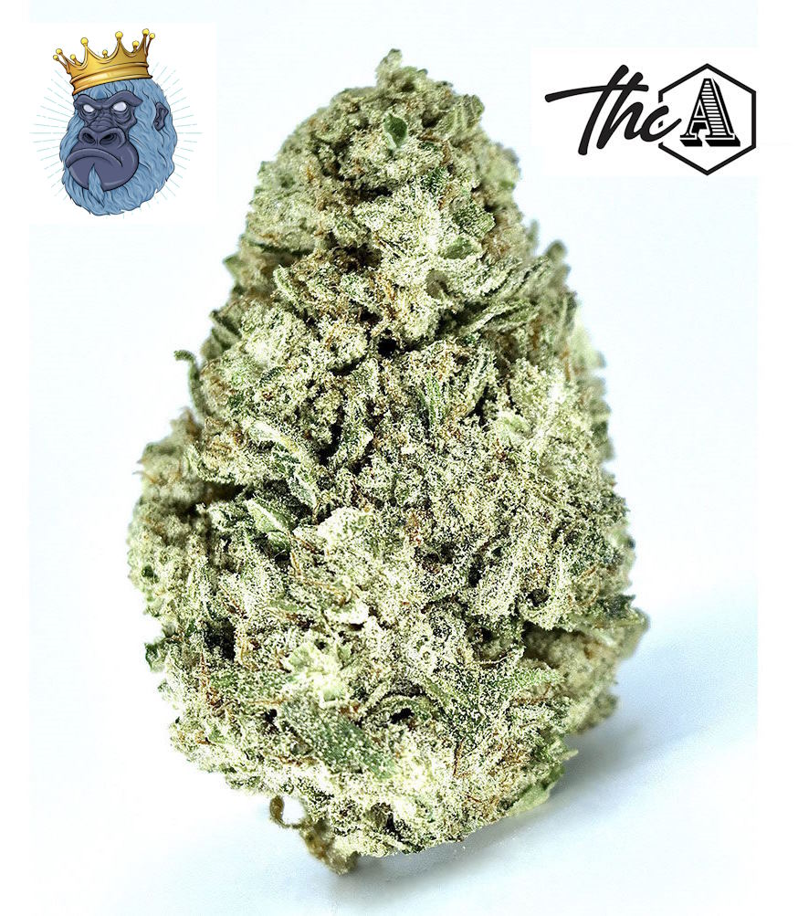 Gorilla Glue
